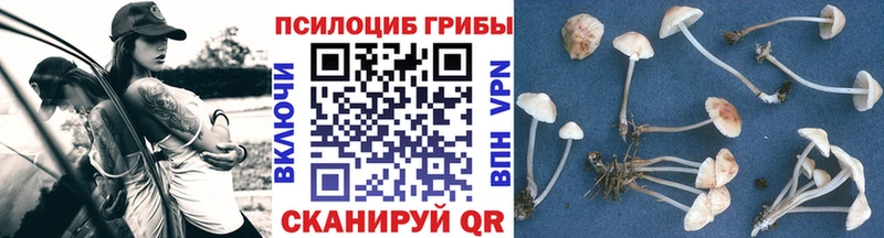 Псилоцибиновые грибы MAGIC MUSHROOMS  сколько стоит  Сегежа 